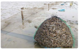 칠게와 불법어구1