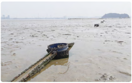 칠게와 불법어구2