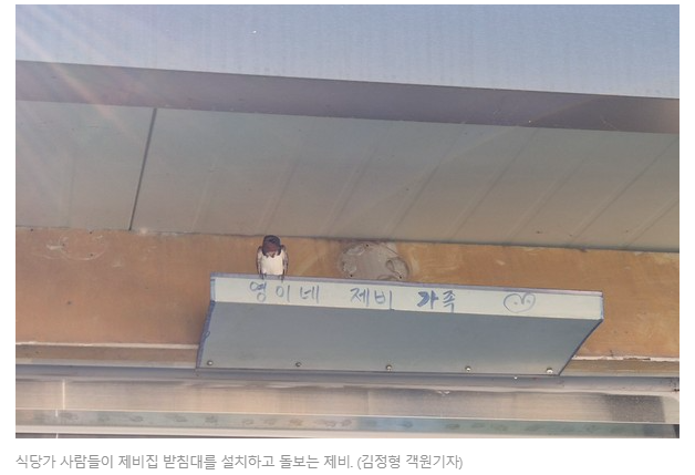 제비2.png
