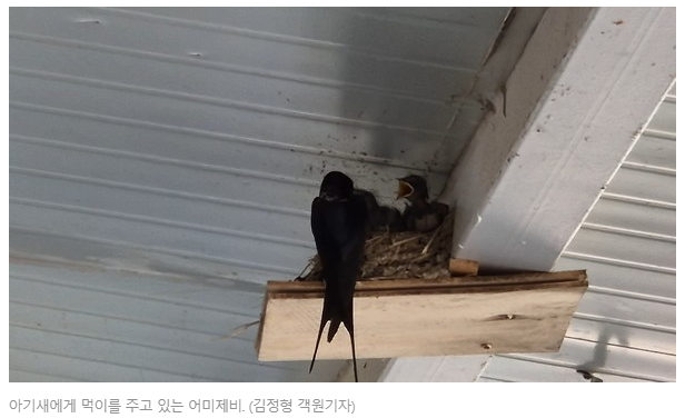 제비3.png
