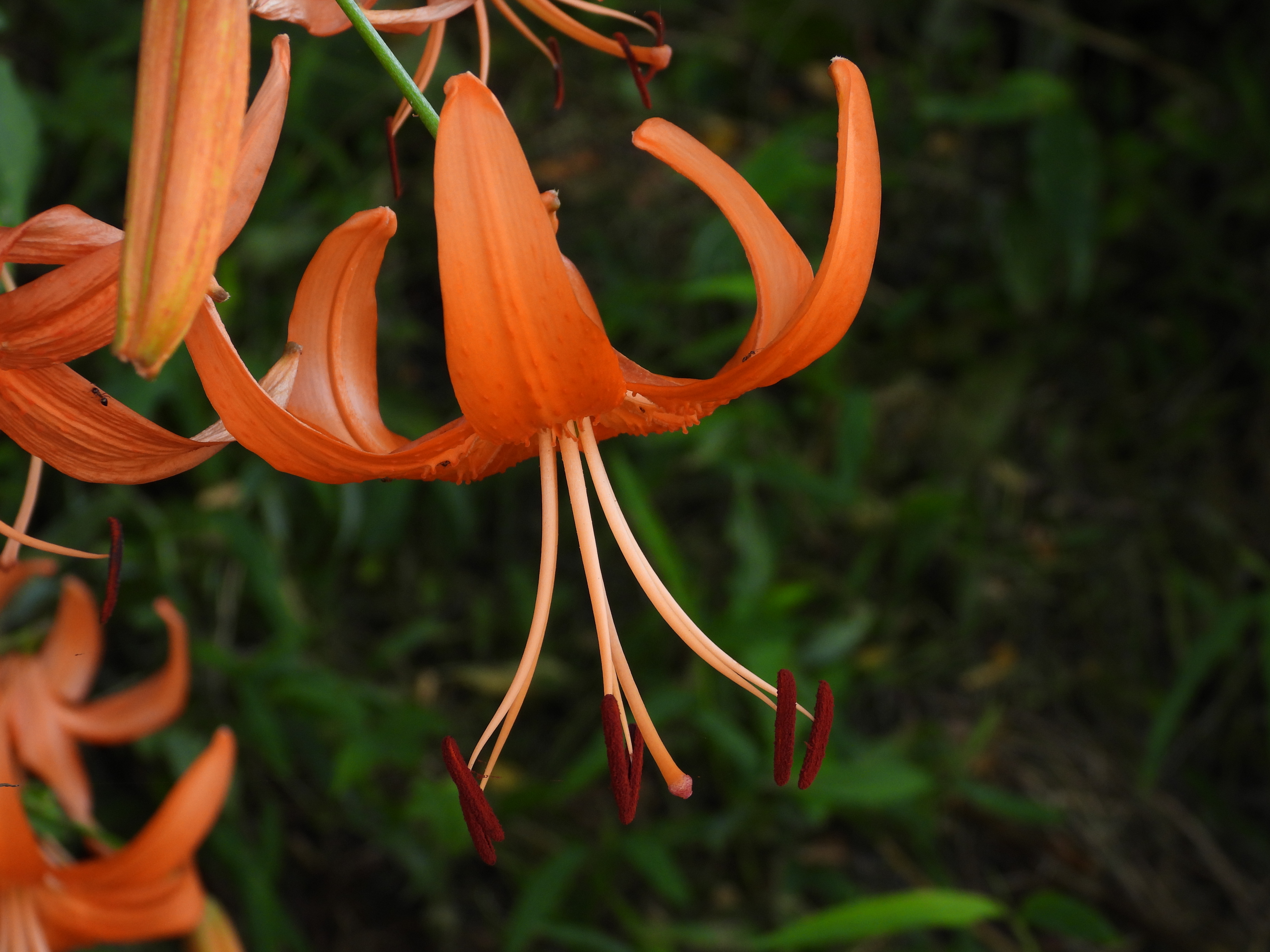 DSCN8038.JPG