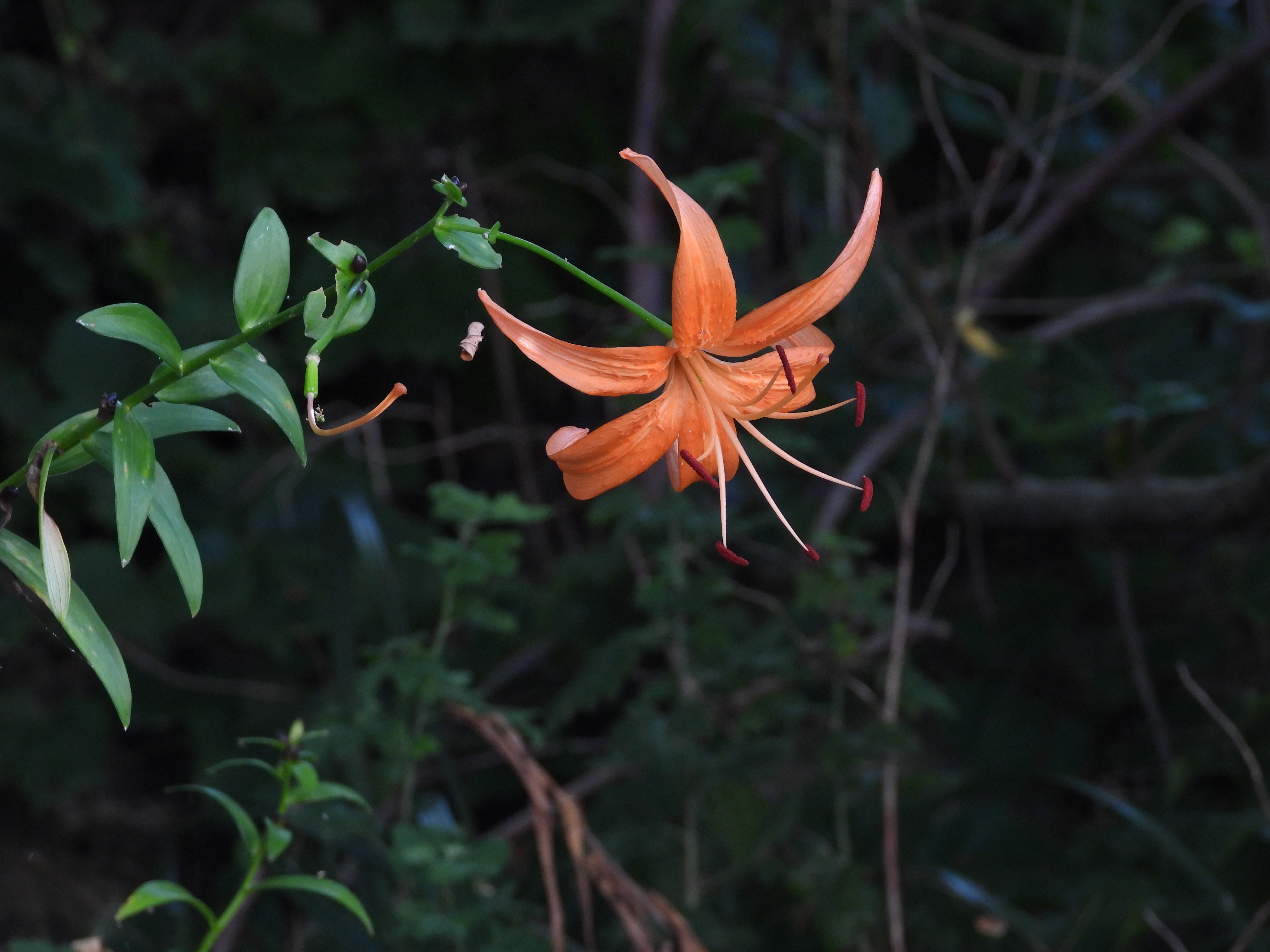 DSCN8029.JPG