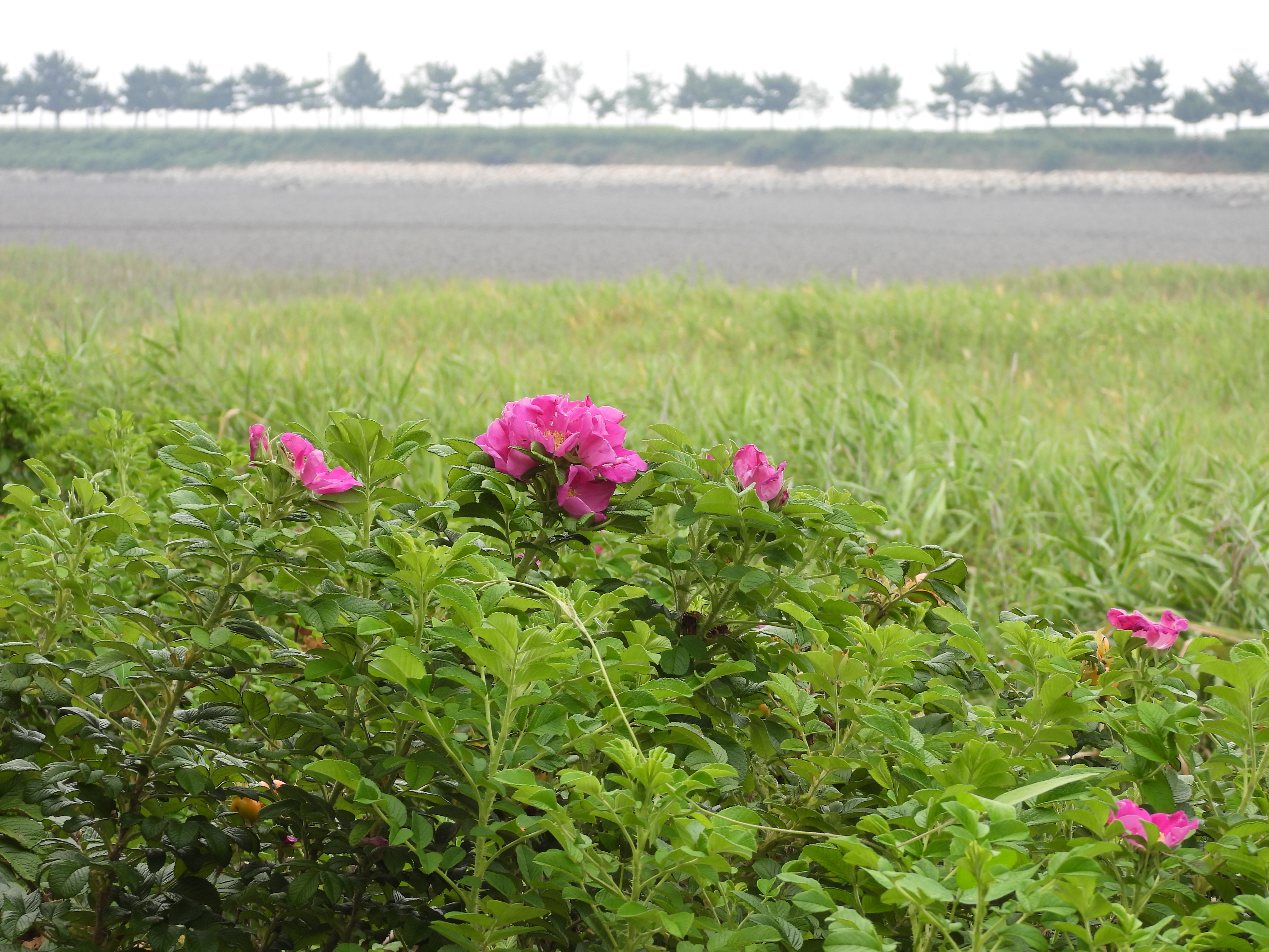 DSCN8260.JPG
