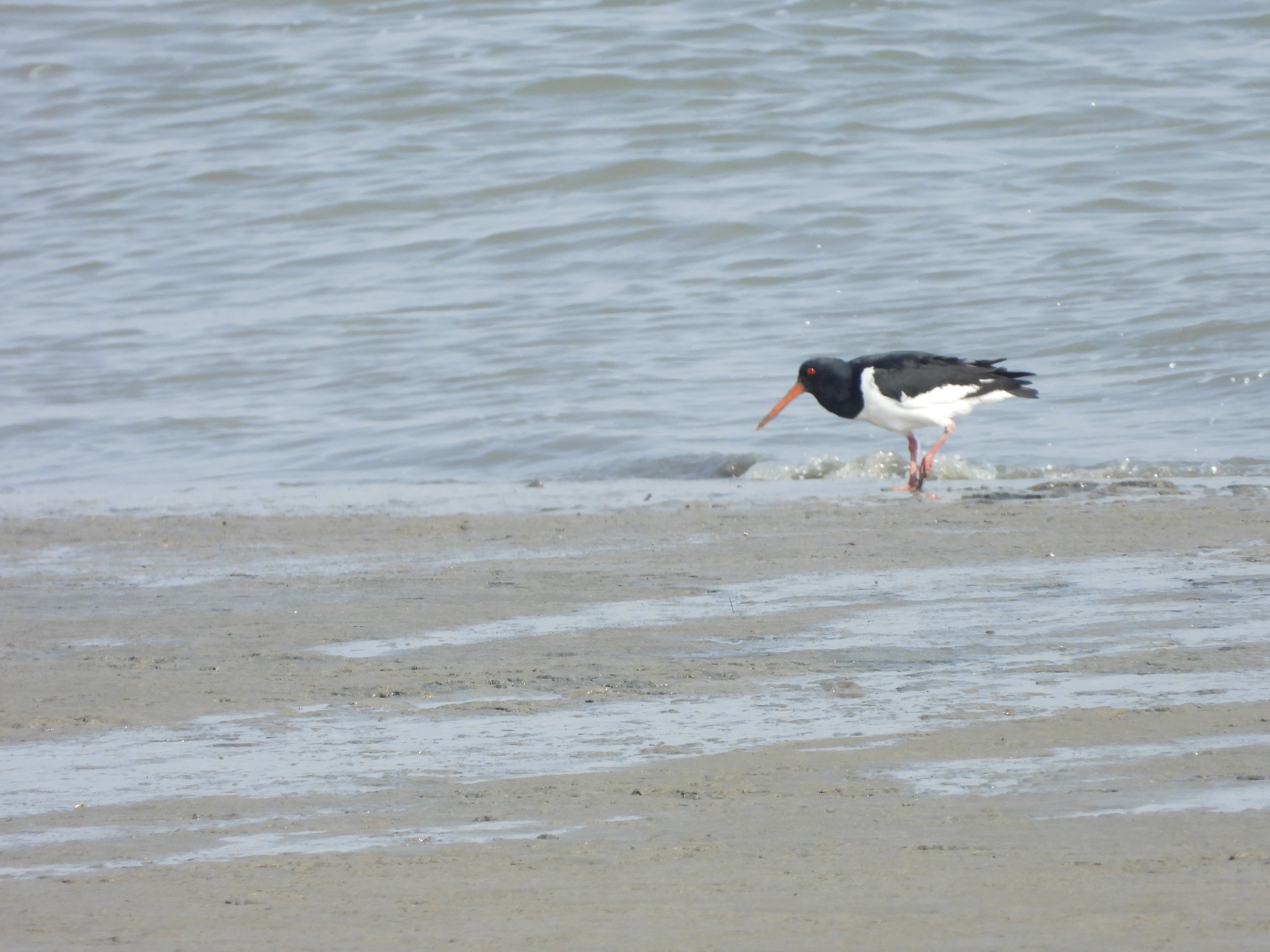 DSCN4464.JPG