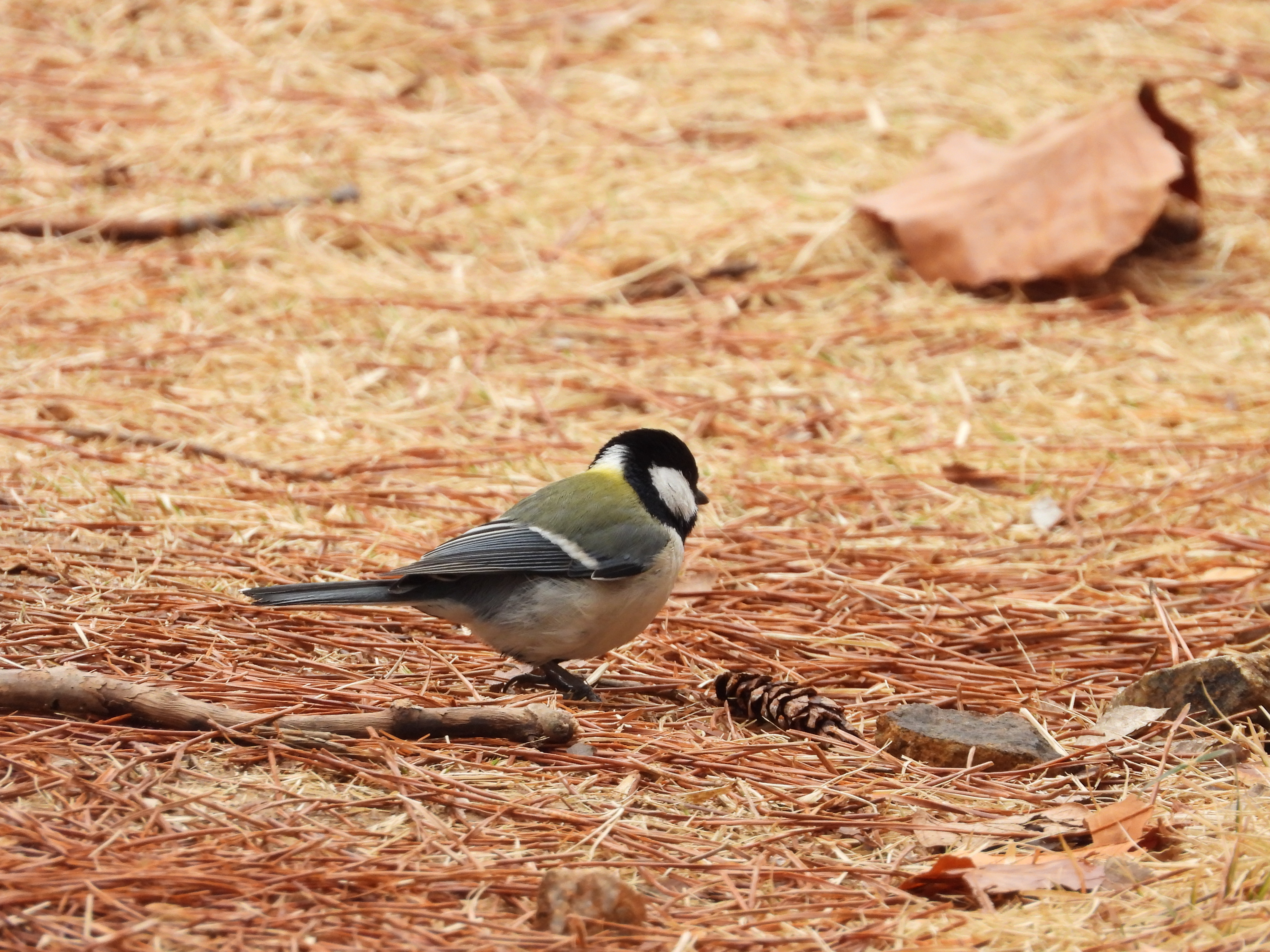 DSCN4965.JPG