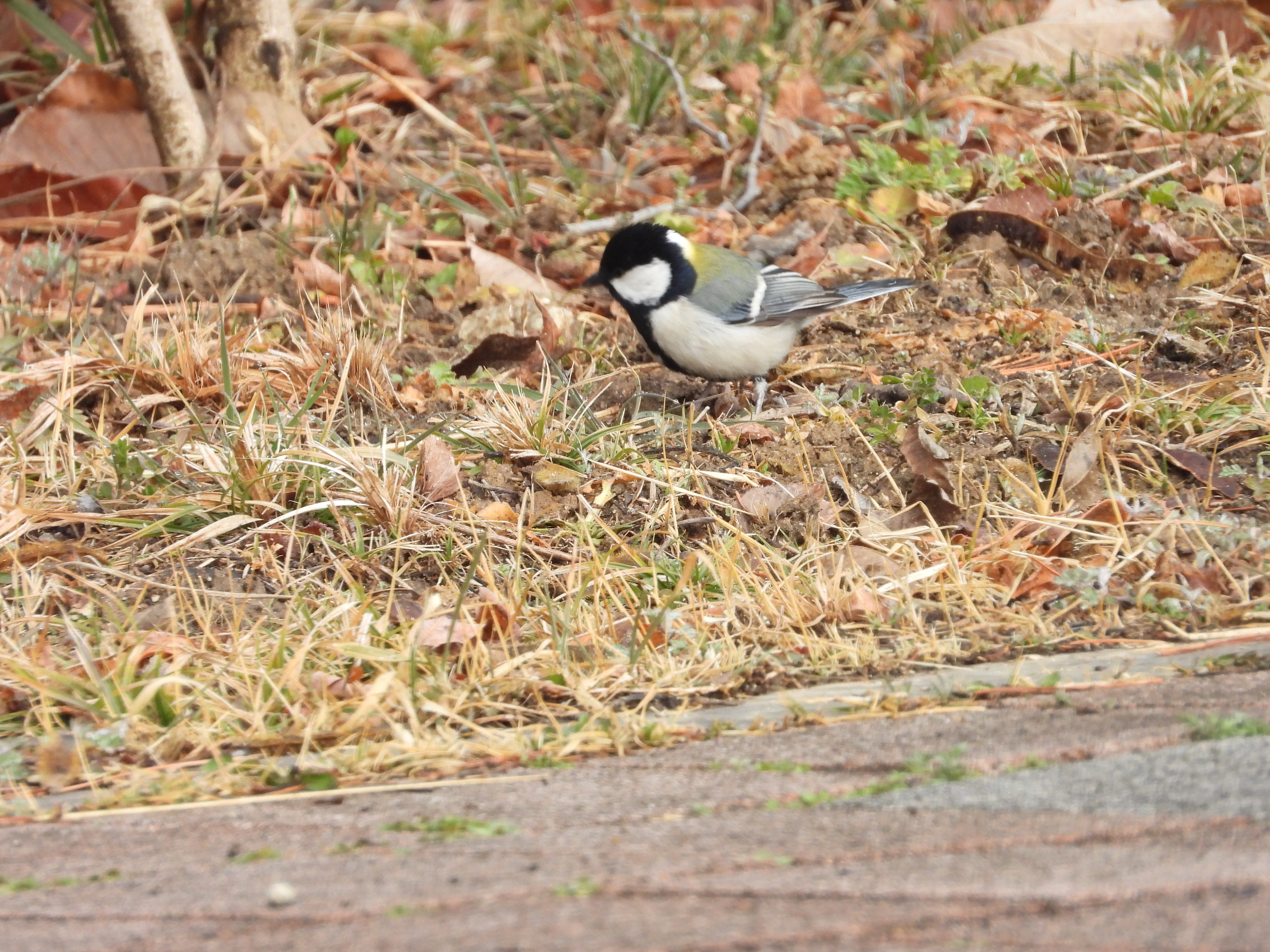 DSCN4923.JPG