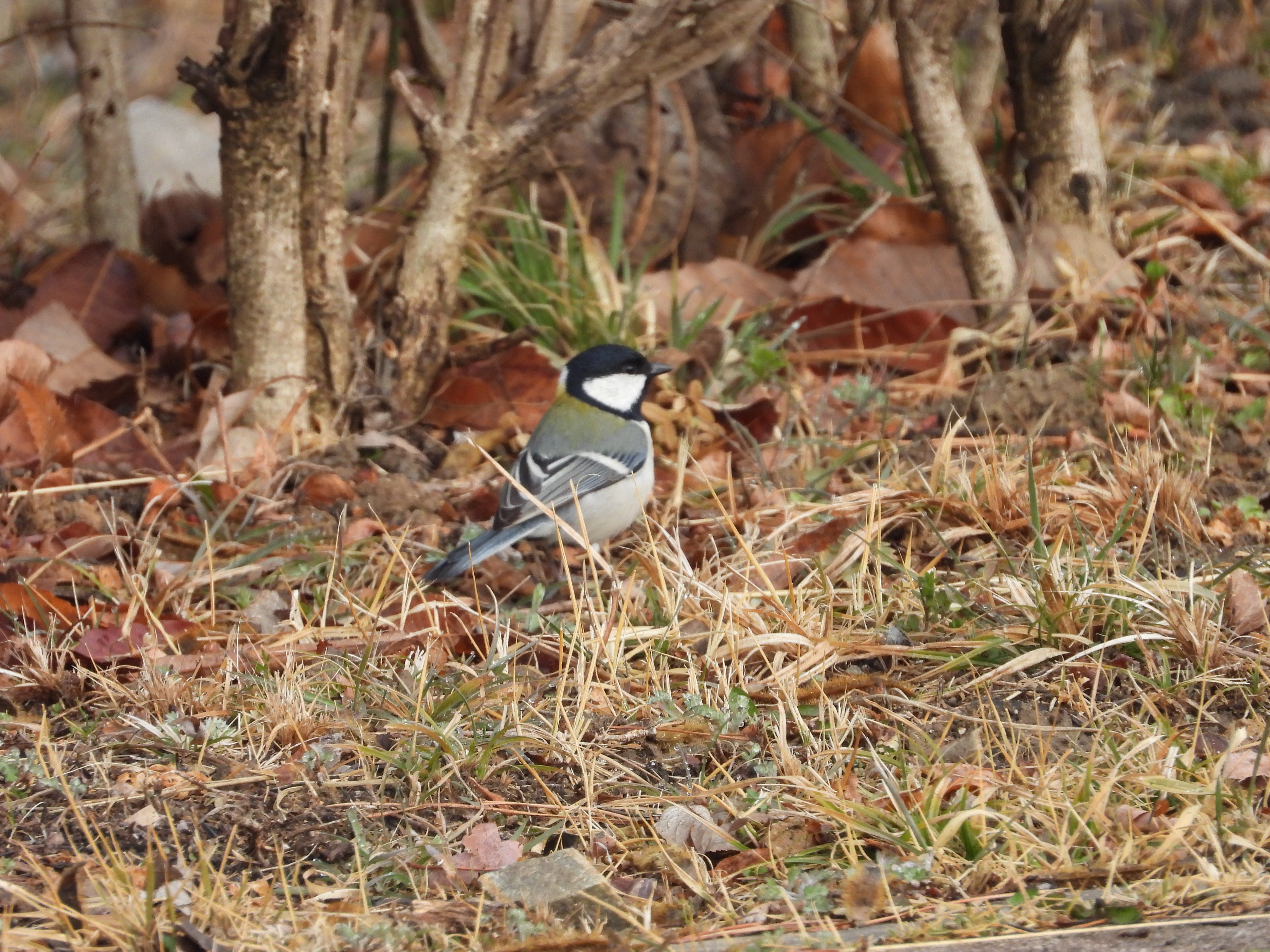 DSCN4917.JPG