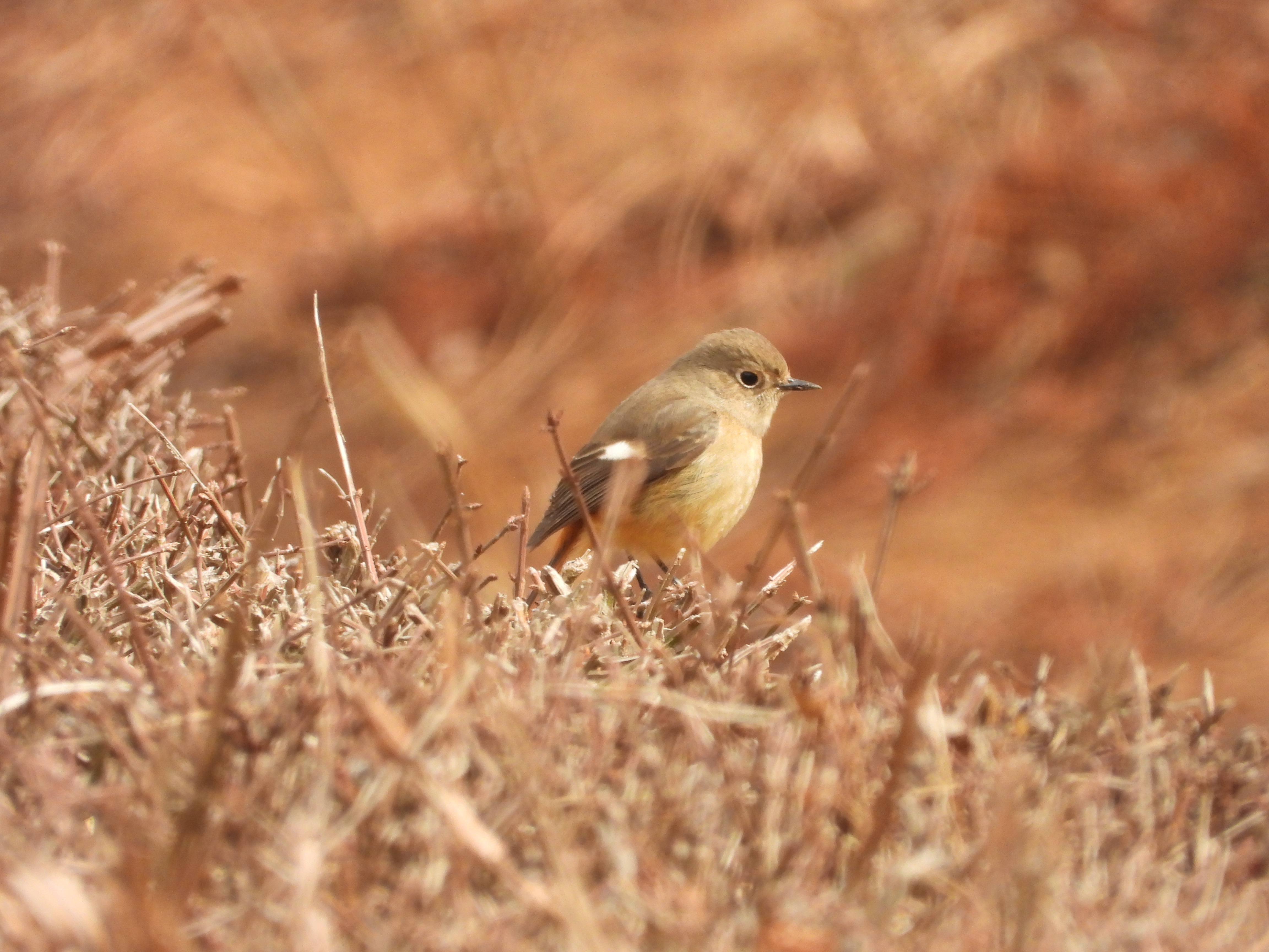 DSCN4497.JPG