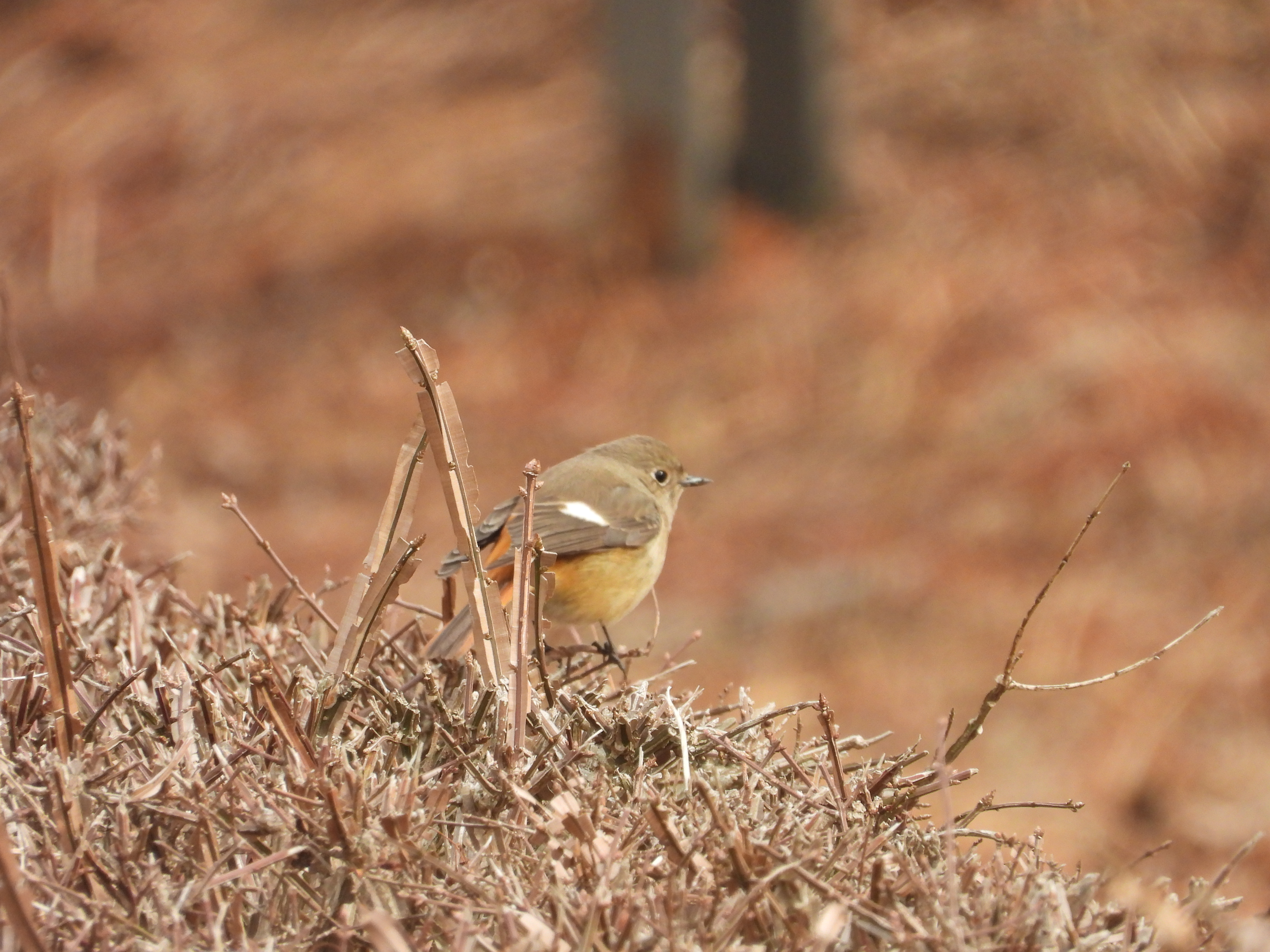DSCN4491.JPG