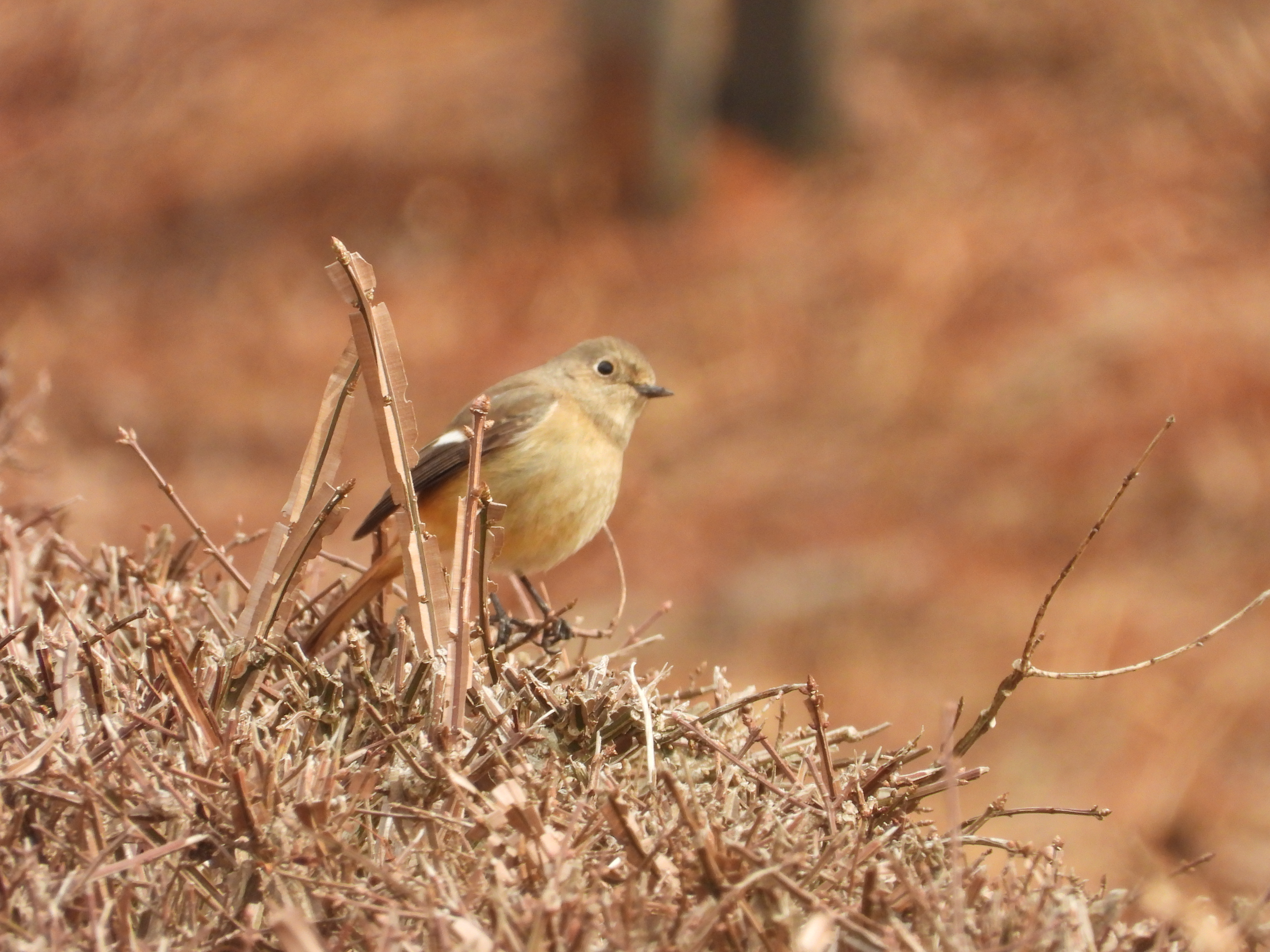 DSCN4495.JPG