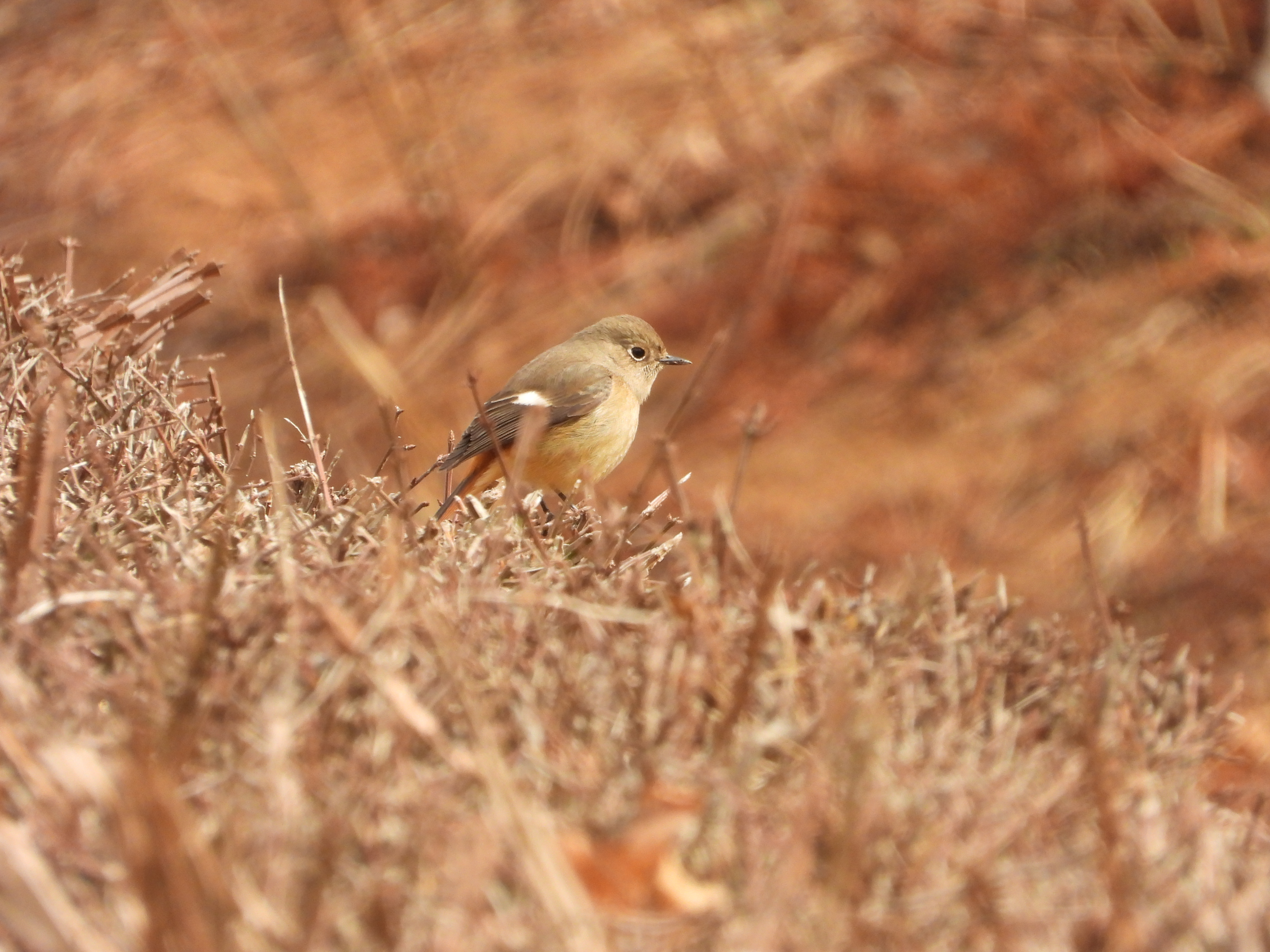 DSCN4496.JPG