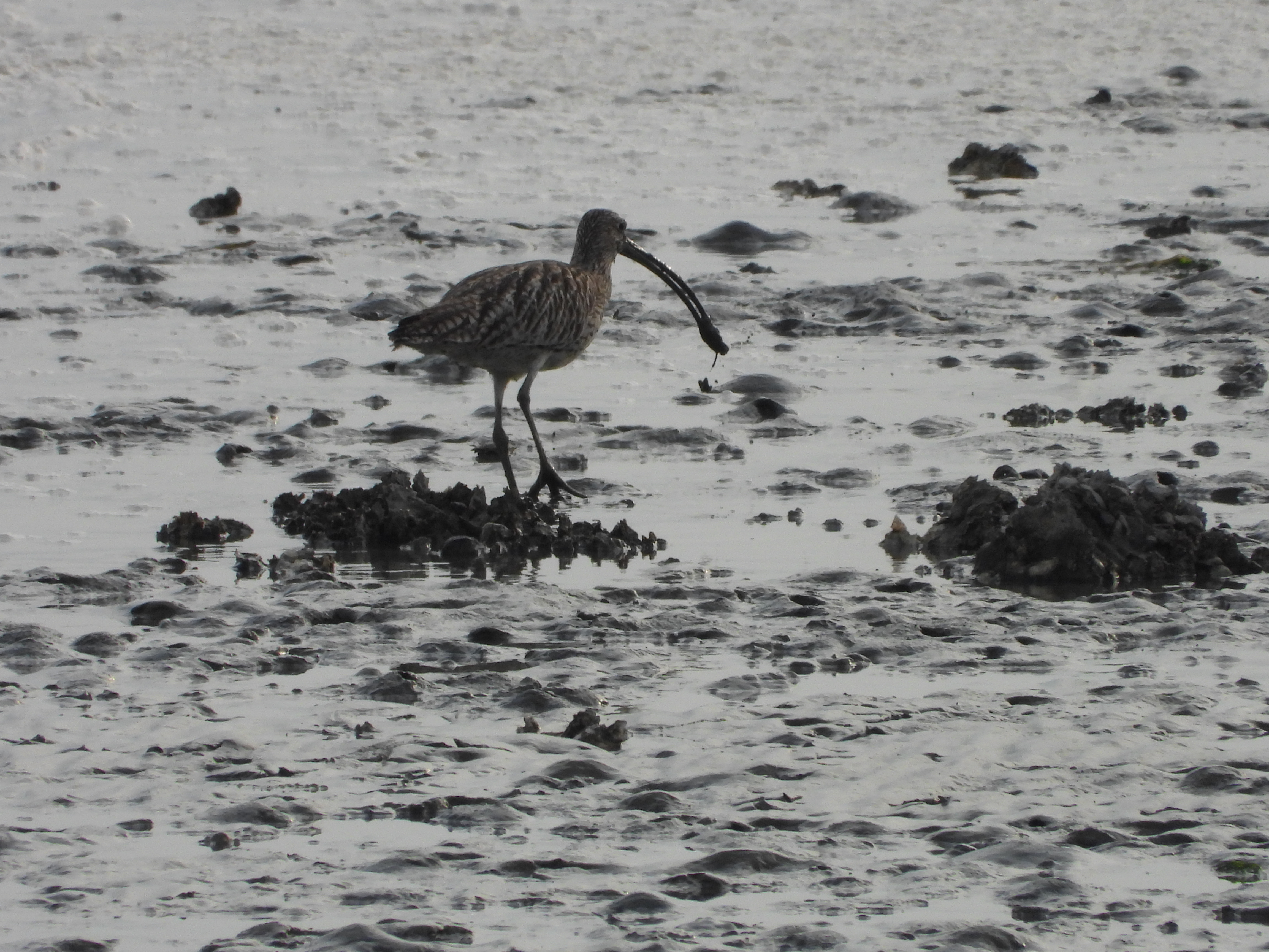 DSCN6515.JPG
