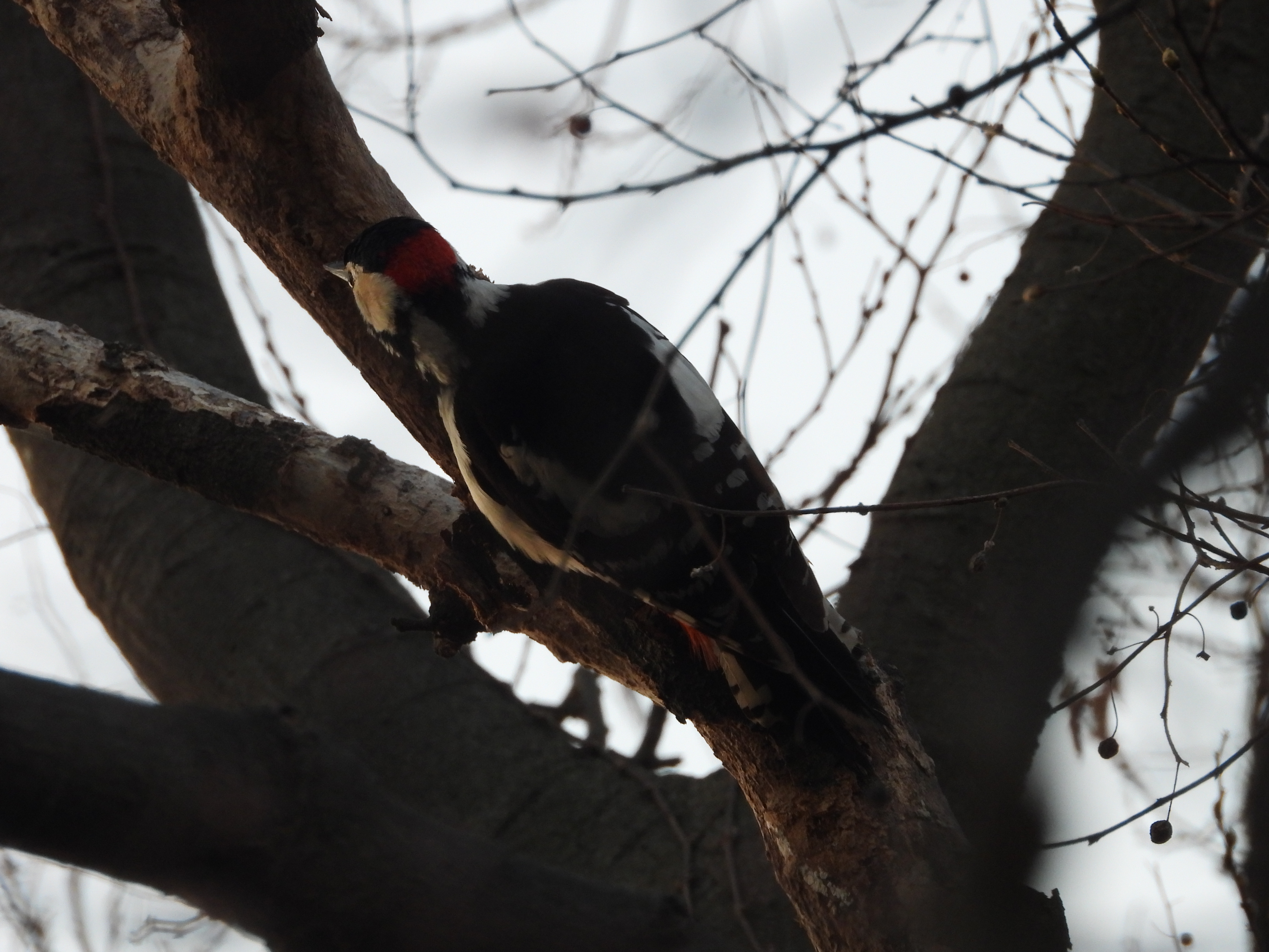 DSCN8387.JPG