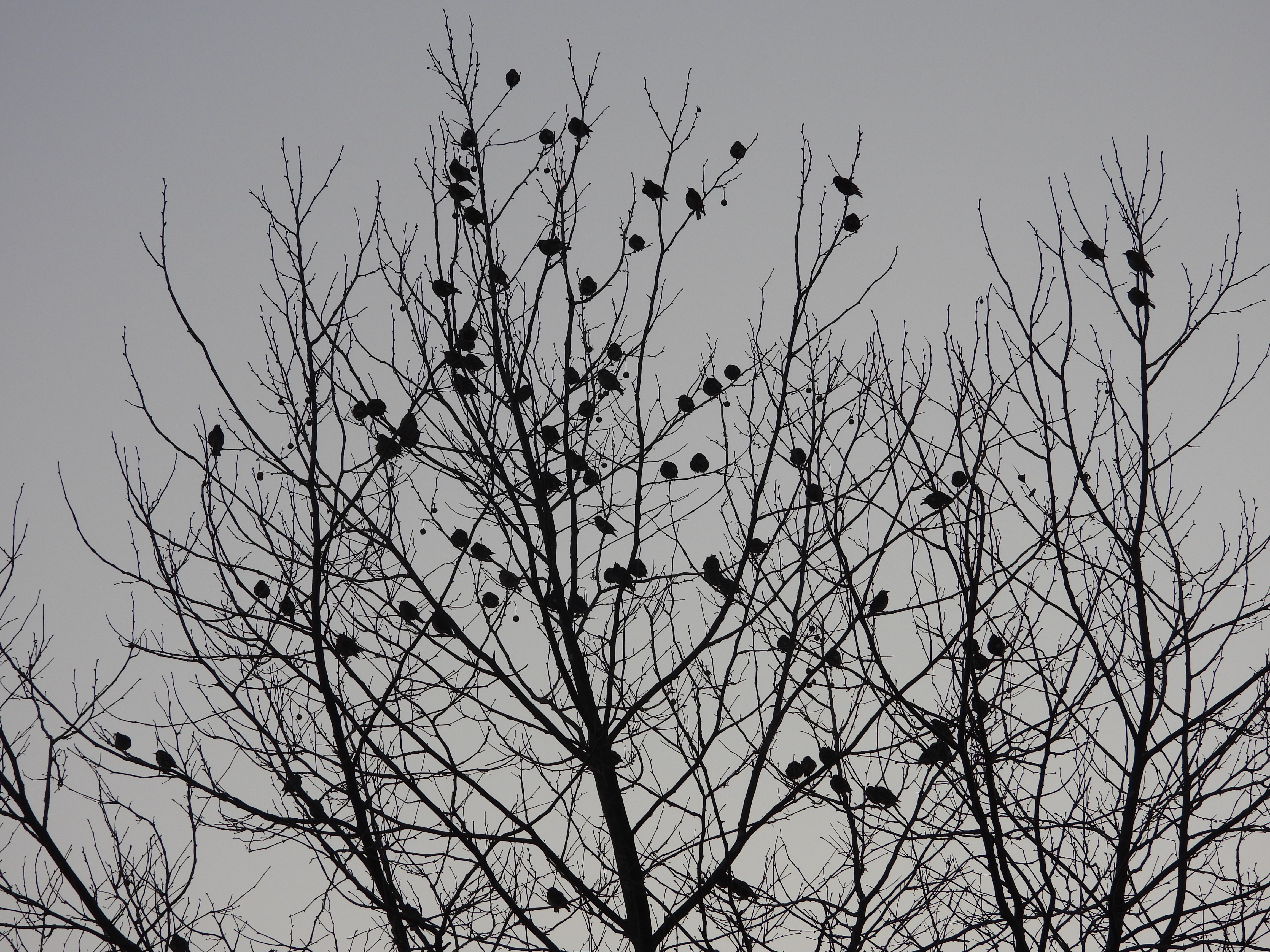 DSCN8478.JPG
